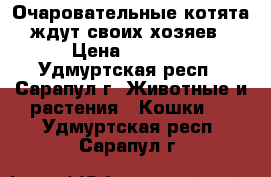 Очаровательные котята, ждут своих хозяев. › Цена ­ 1 000 - Удмуртская респ., Сарапул г. Животные и растения » Кошки   . Удмуртская респ.,Сарапул г.